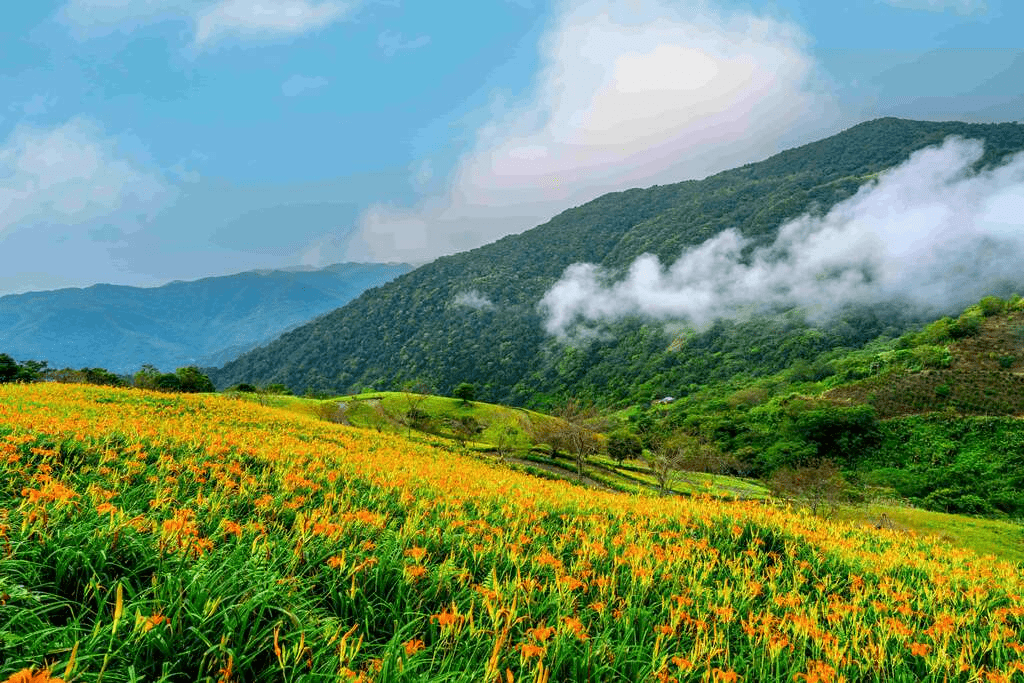 太麻里金針山