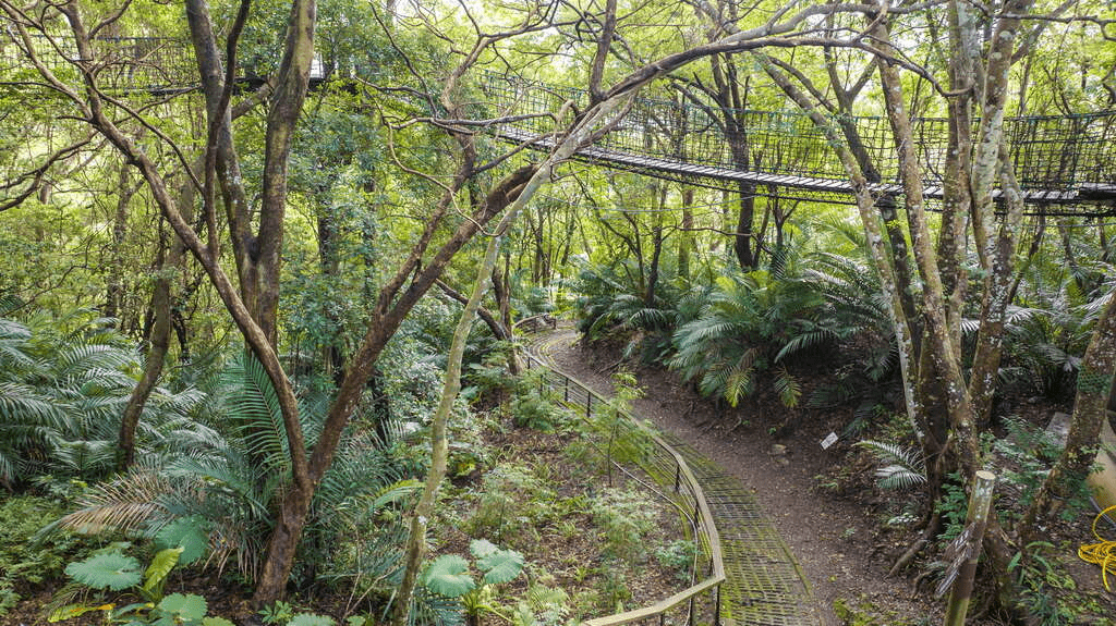 桃園復興山霧之中，巴陵古道靜靜延伸，把泰雅記憶與森林氣息寫成風景