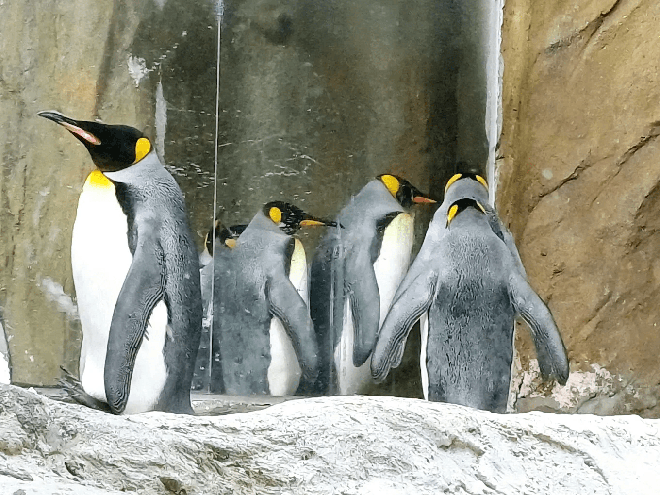 臺北市立動物園 企鵝館