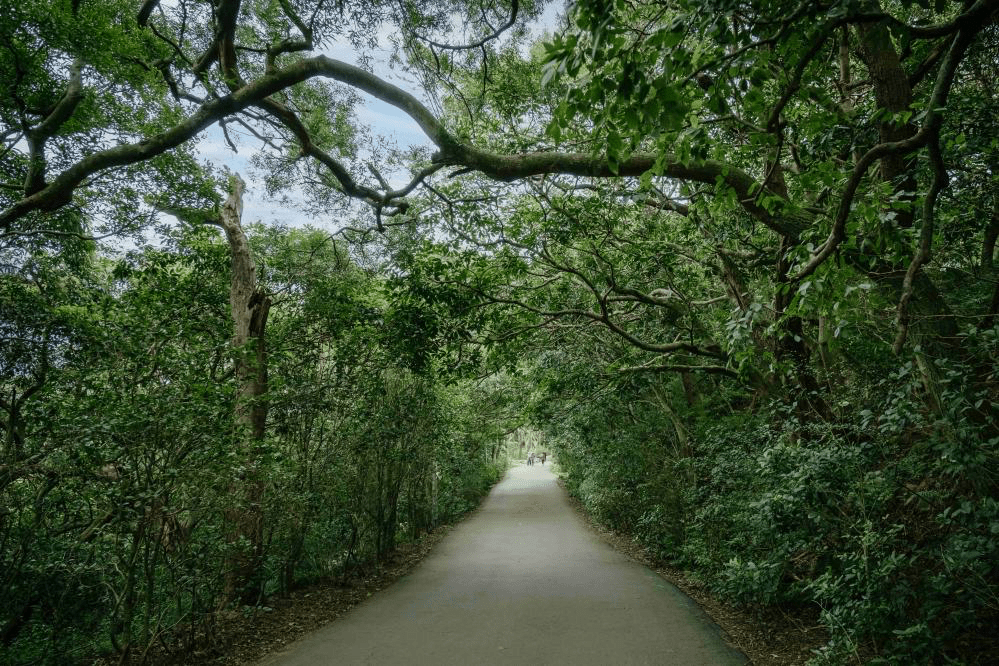 走進十八尖山森林公園的環山步道，在新竹城市裡收藏最舒服的散步時光