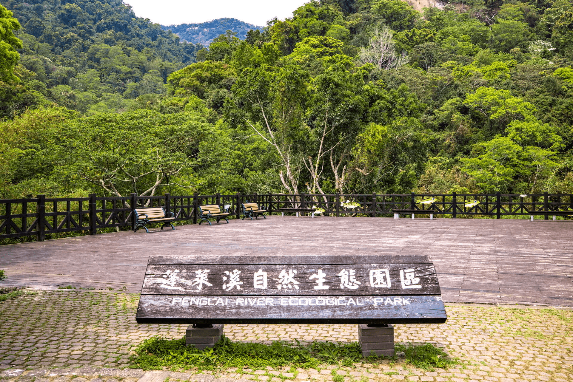 蓬萊溪護魚步道一日慢旅行，走進苗栗南庄森林步道遇見純淨的溪流生態