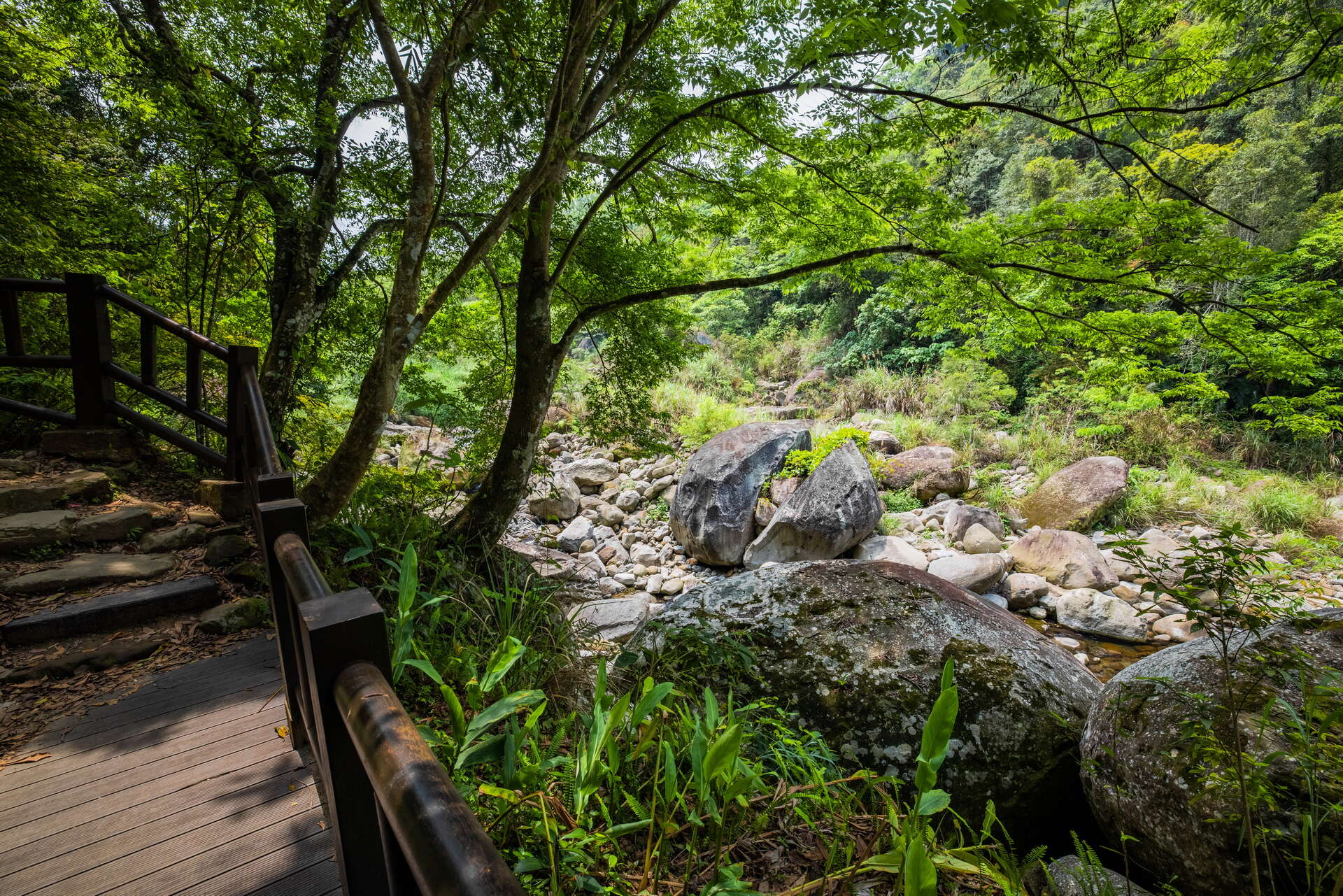 蓬萊溪護魚步道一日慢旅行，走進苗栗南庄森林步道遇見純淨的溪流生態