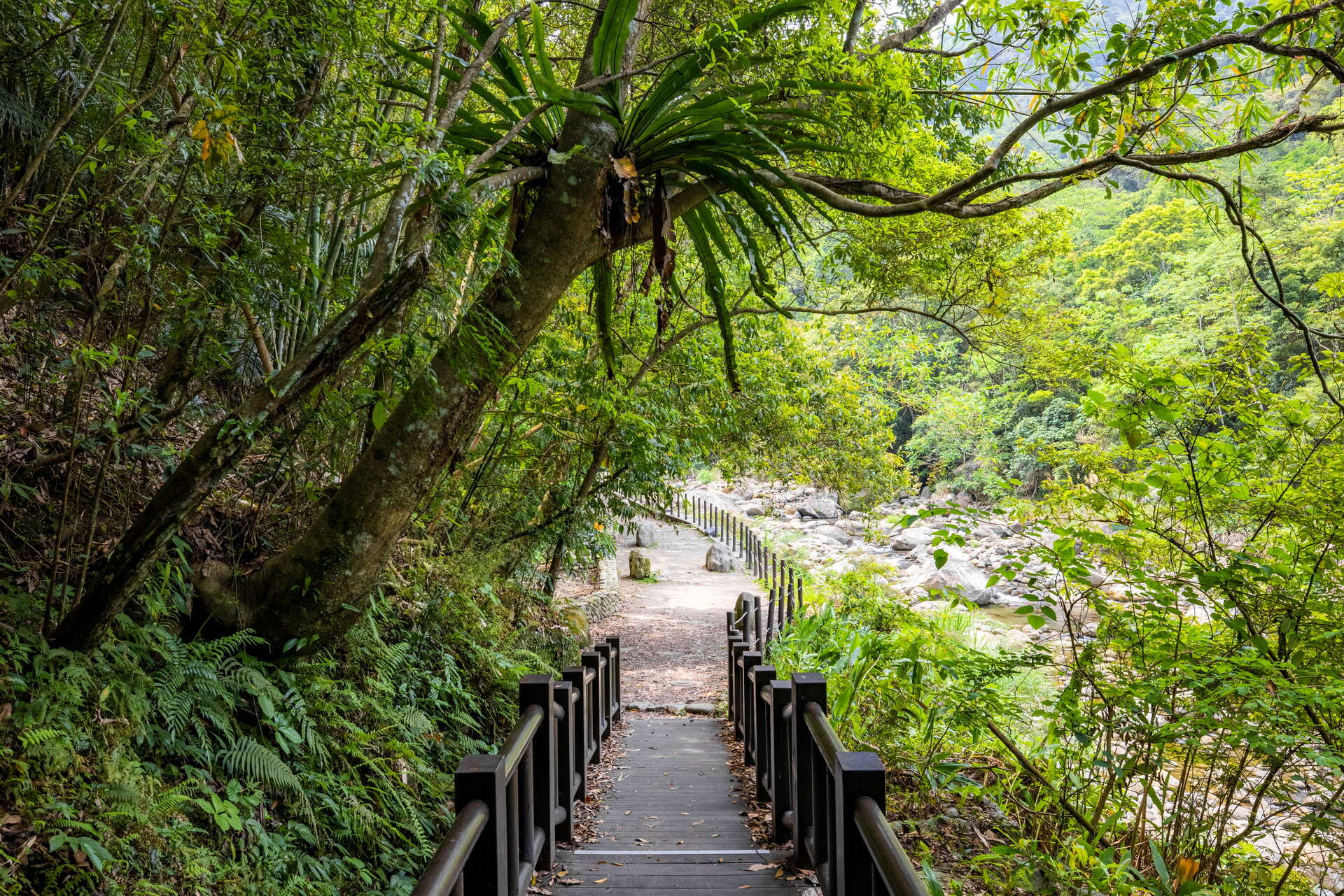 蓬萊溪護魚步道一日慢旅行，走進苗栗南庄森林步道遇見純淨的溪流生態