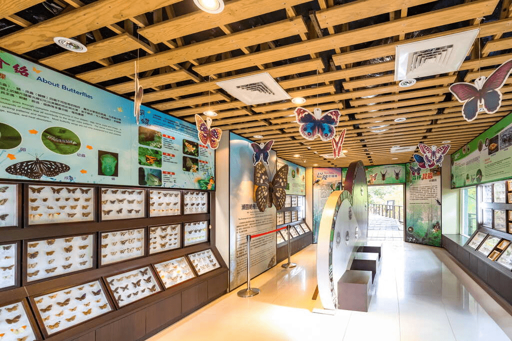 桃園復興山霧之中，巴陵古道靜靜延伸，把泰雅記憶與森林氣息寫成風景