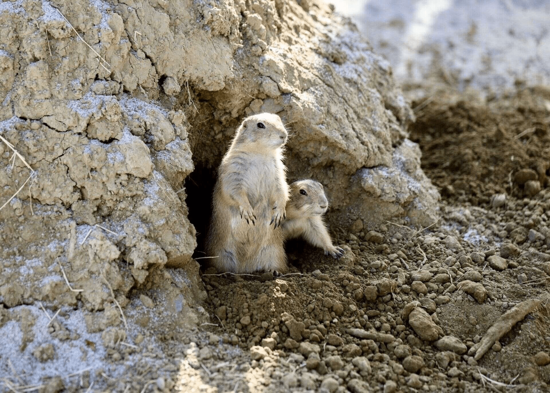 高雄內門野森動物學校慢旅行，在山林與動物陪伴下收藏溫柔的自然時光