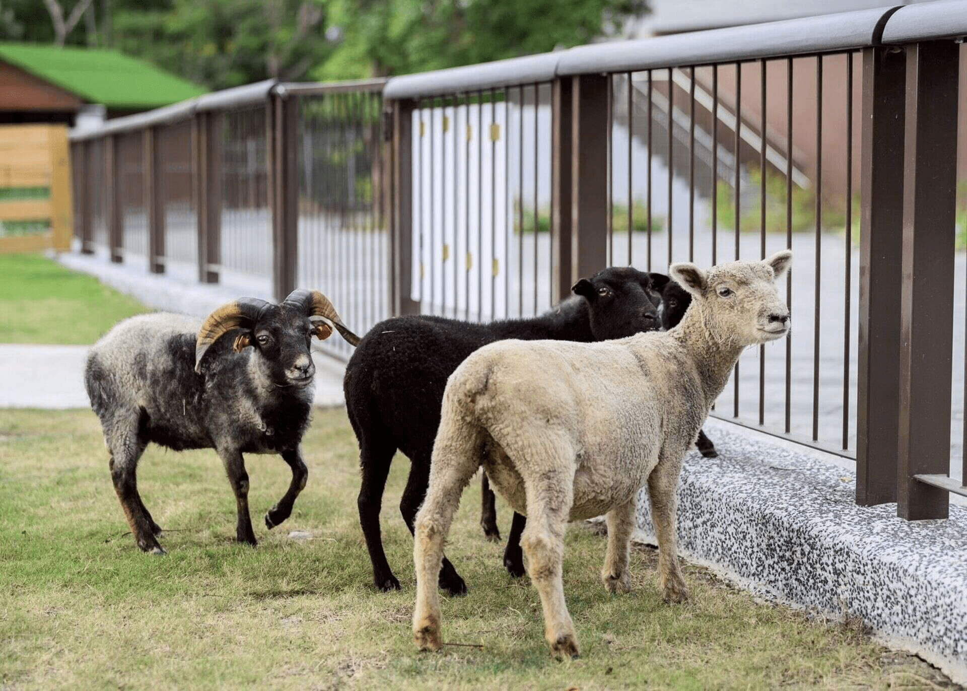 高雄內門野森動物學校慢旅行，在山林與動物陪伴下收藏溫柔的自然時光