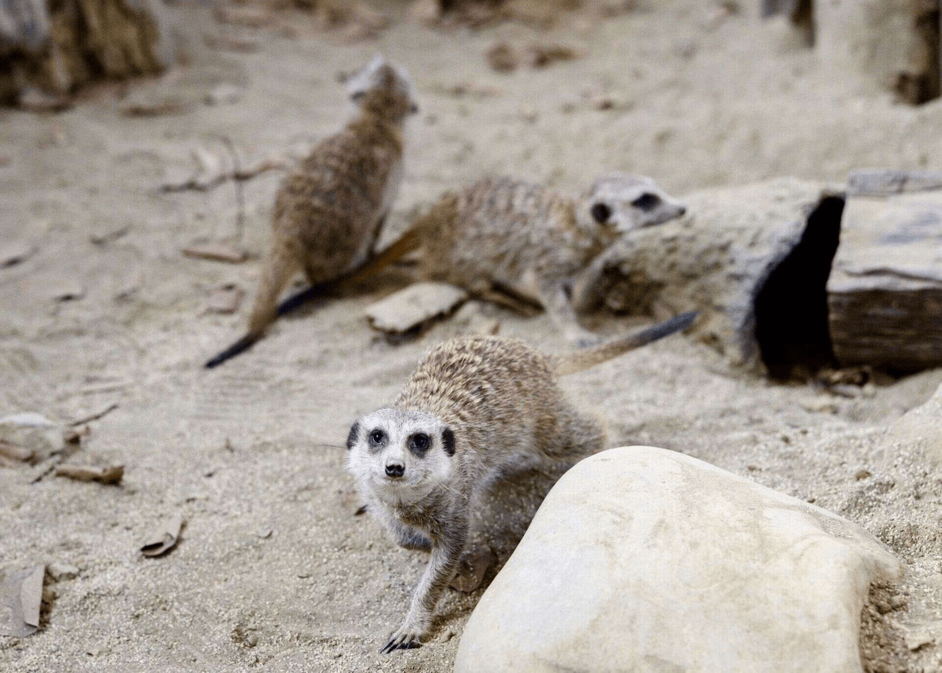 高雄內門野森動物學校慢旅行，在山林與動物陪伴下收藏溫柔的自然時光