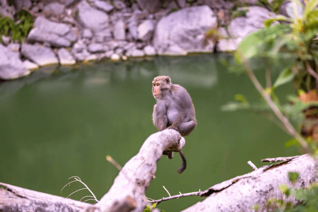 從東河橋轉進台東泰源幽谷山谷，在溪流與山壁光影之間遇見安靜風景