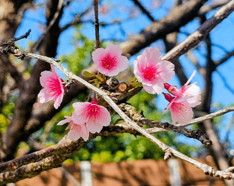 樂活公園