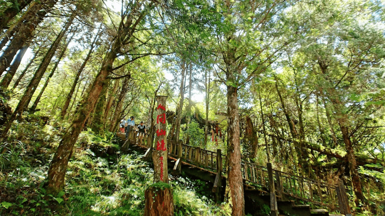 宜蘭森林秘境曝光！鐵杉林國家步道漫步雲霧森林、巨木林與高山步道療癒之旅