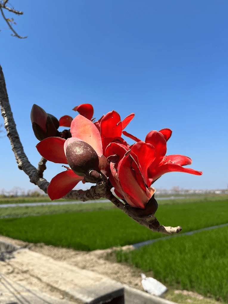 攝影愛好者在林初埤捕捉木棉花美景