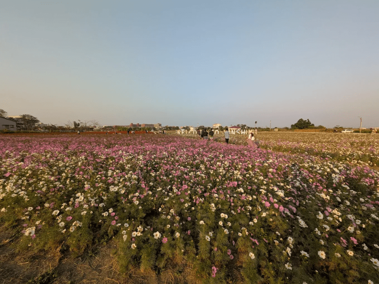 台南春季花海秘境！鹽水花海繽紛盛開，田園花田成為熱門打卡景點