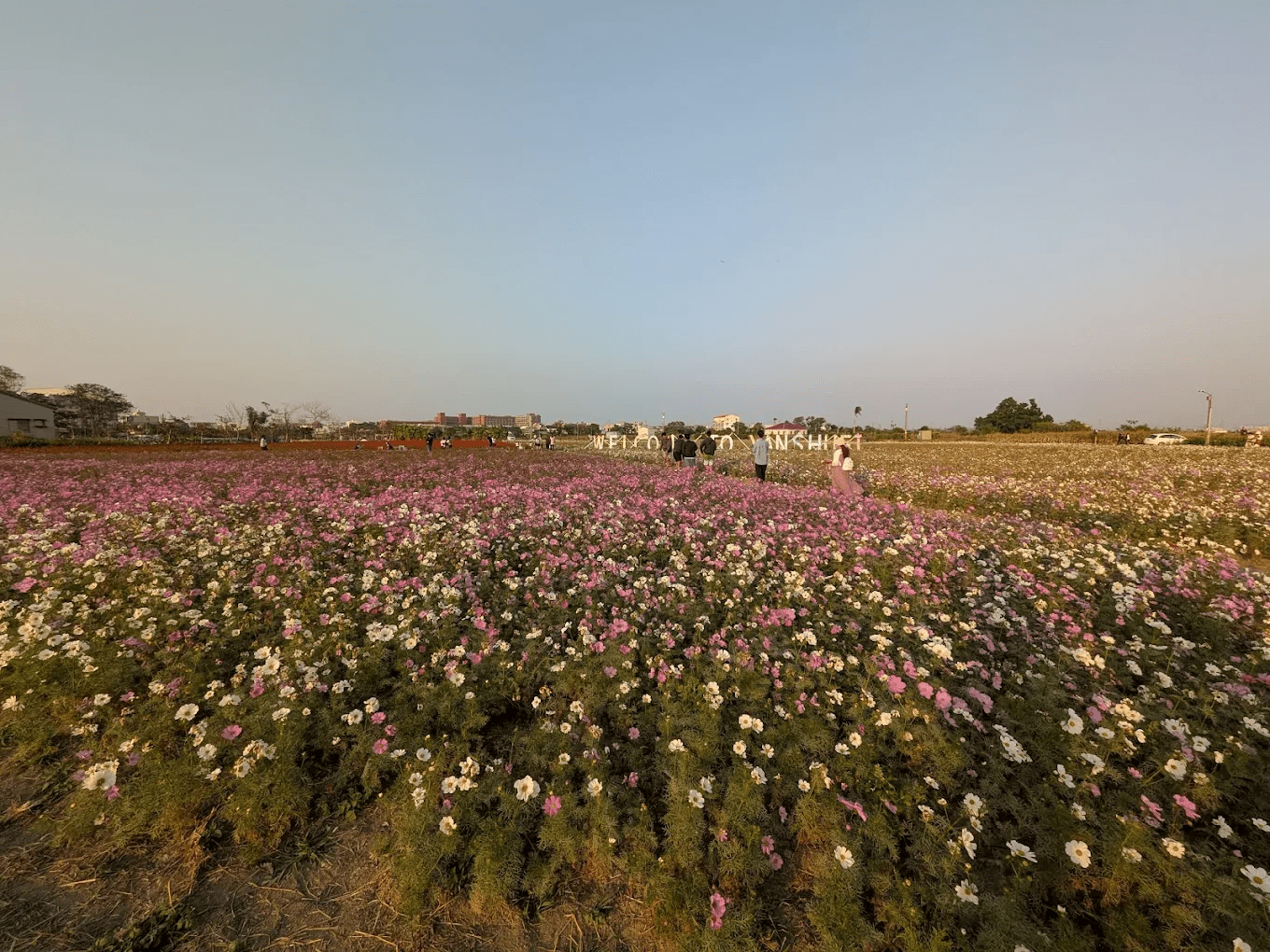 台南春季花海秘境！鹽水花海繽紛盛開，田園花田成為熱門打卡景點