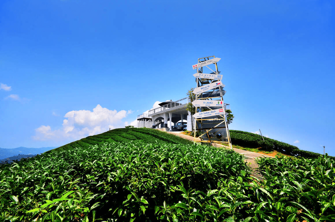 1314觀景台俯瞰絕美茶園全景