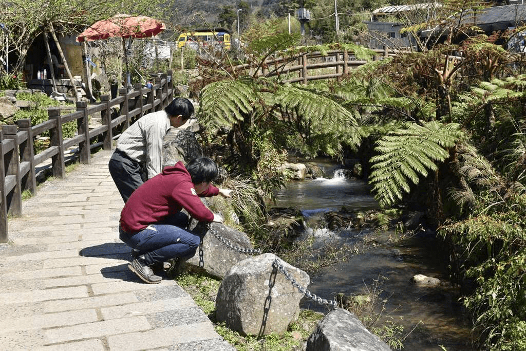 在竹子湖的山谷裡慢慢前行,陽明山的霧氣與海芋繡球花一起鋪展整個春夏