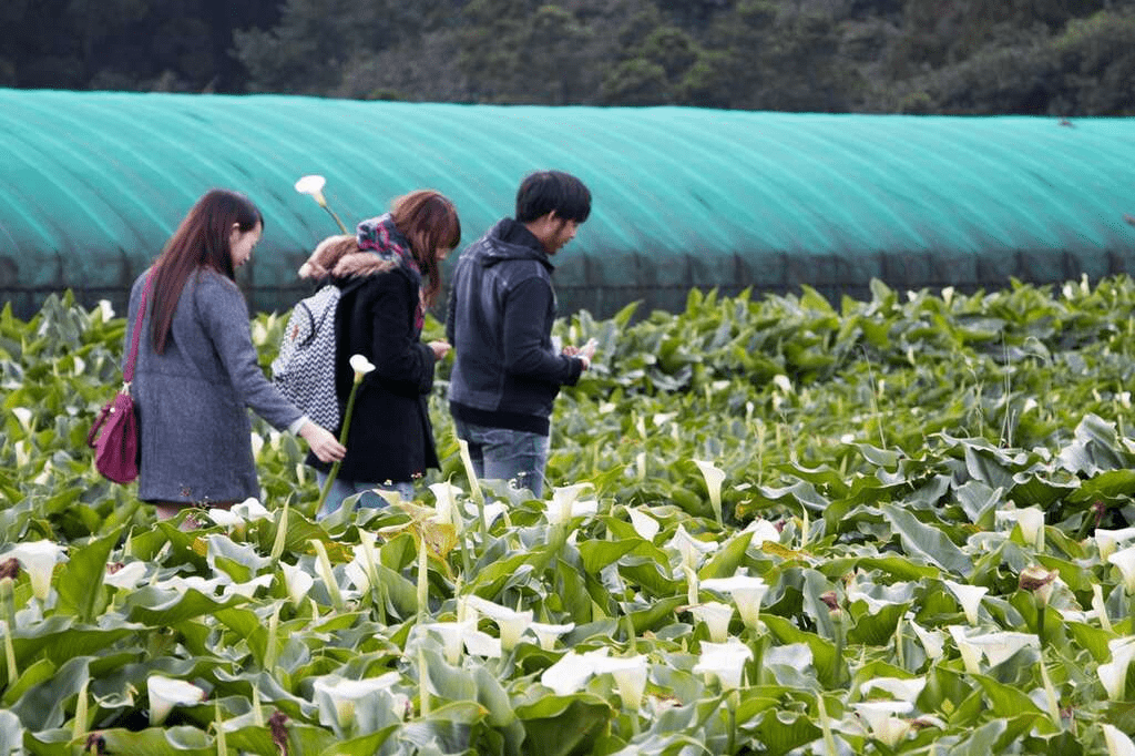 在竹子湖的山谷裡慢慢前行,陽明山的霧氣與海芋繡球花一起鋪展整個春夏