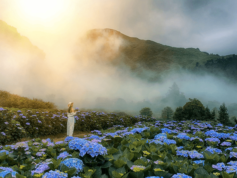 在竹子湖的山谷裡慢慢前行,陽明山的霧氣與海芋繡球花一起鋪展整個春夏