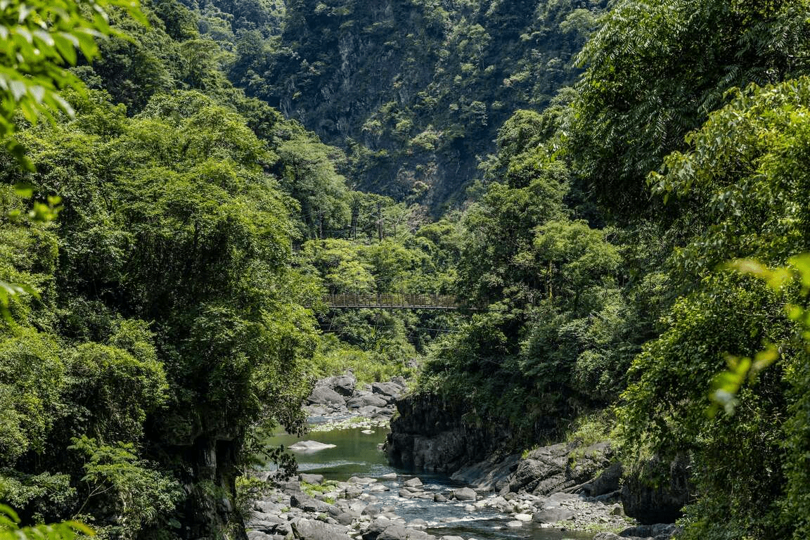 順著烏來步道走進森林深處，午後風起時水氣與樹影交織出剛好的寧靜