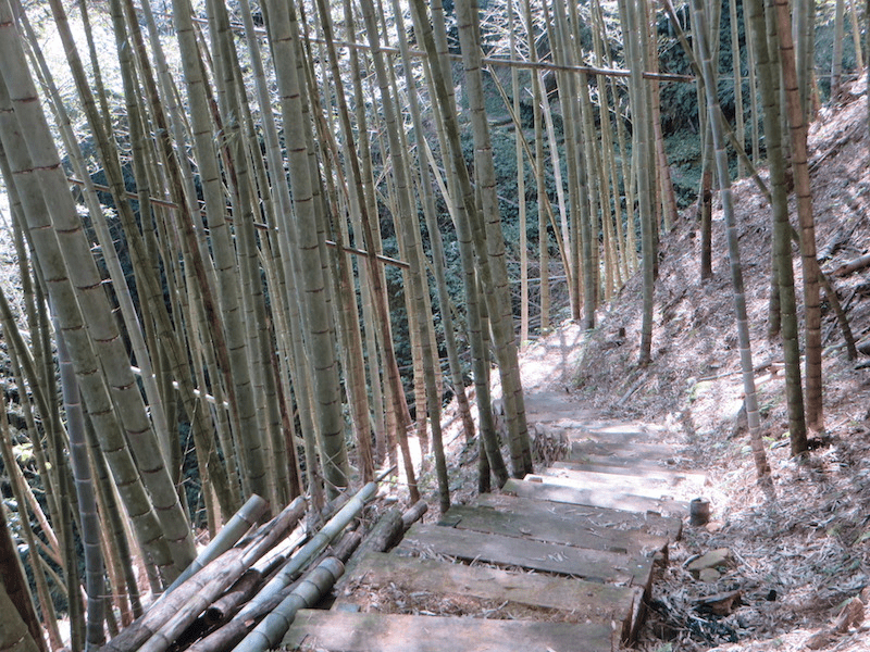 在嘉義梅山瑞里慢慢往山裡走，經過燕子崖與蝙蝠洞再迎向四天王山的山風