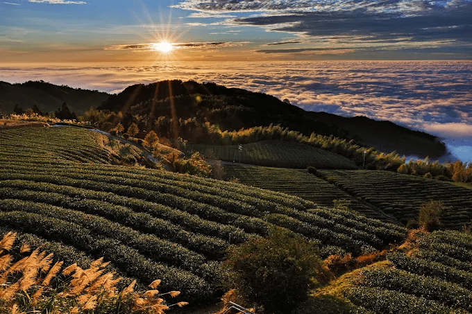 雲嶺之丘高山茶園與雲海交織的壯闊美景