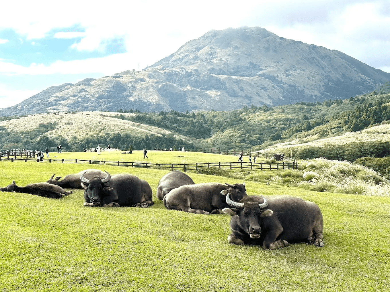 陽明山擎天崗大草原景觀