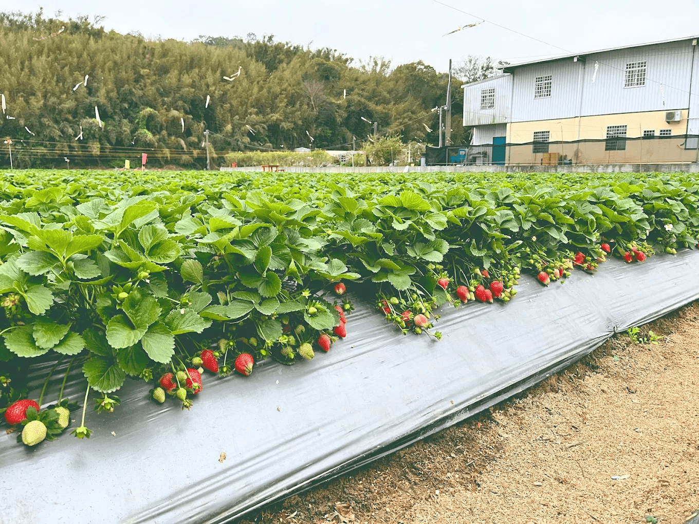 大湖光點草莓農場