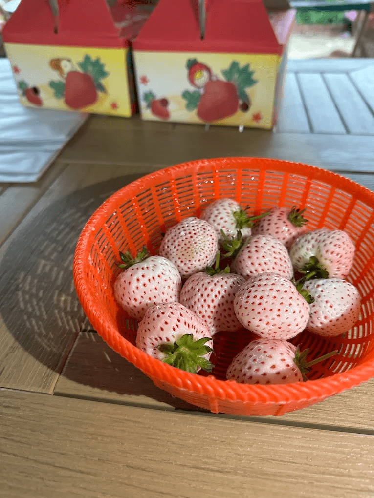 幸福莓滿草莓園