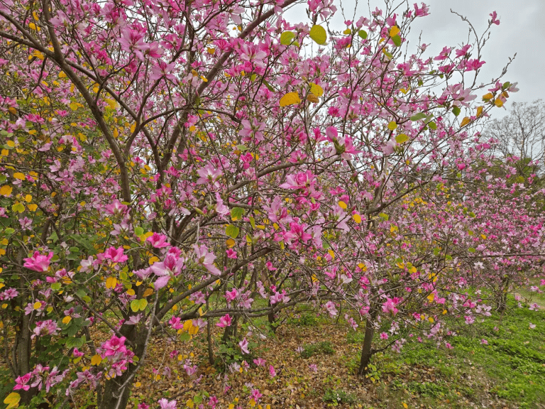 台南公園羊蹄甲林盛開中！市區粉紅花海大爆發，春天最浪漫散步秘境在這裡