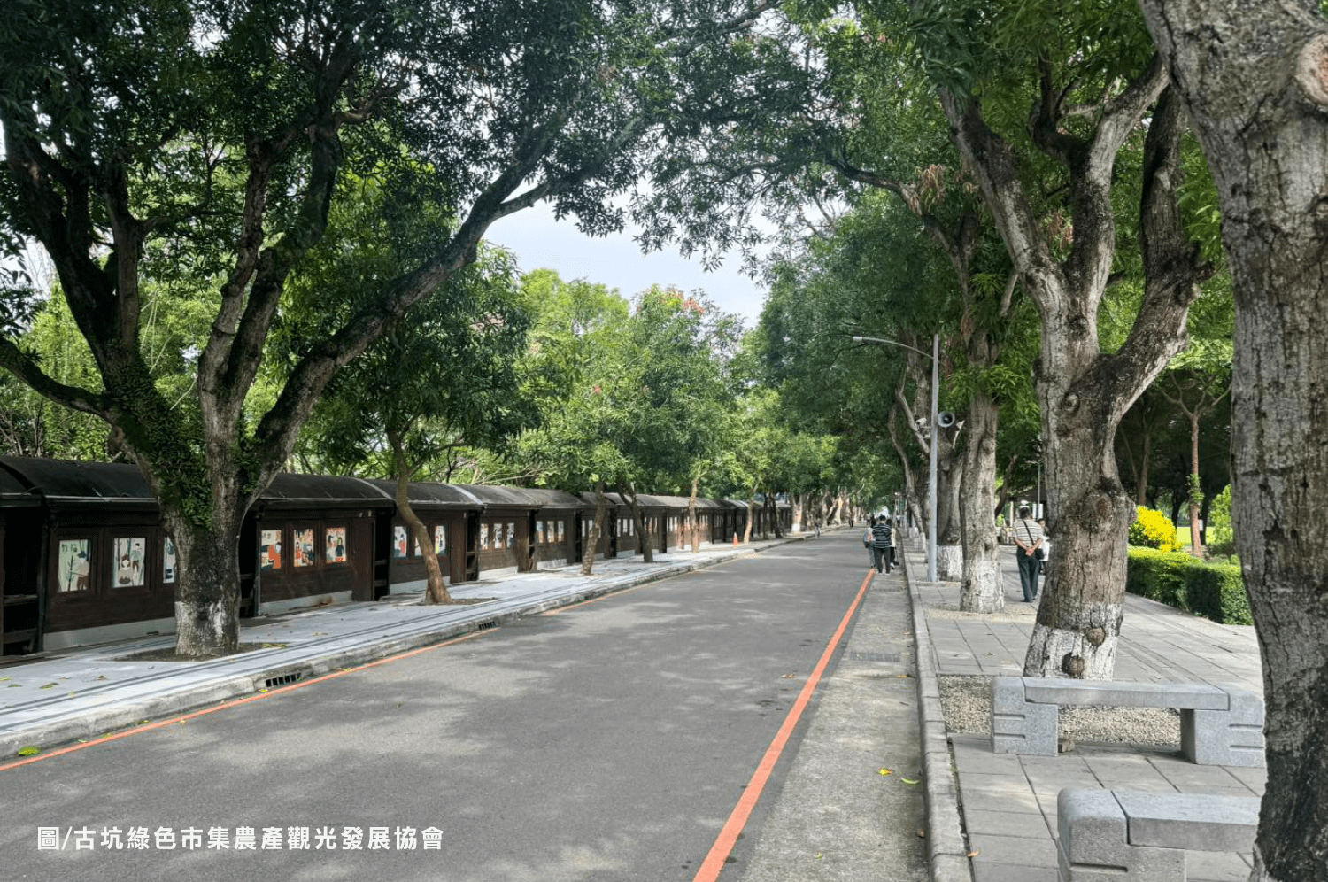 古坑綠色隧道林蔭大道