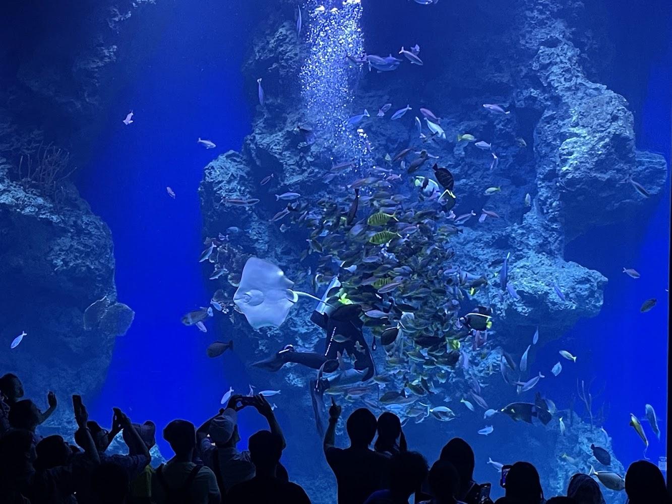 2026台中海線新地標！「台中海洋館」沉浸式深海美學、夢幻水母幻境，全台最夯親子室內景點攻略