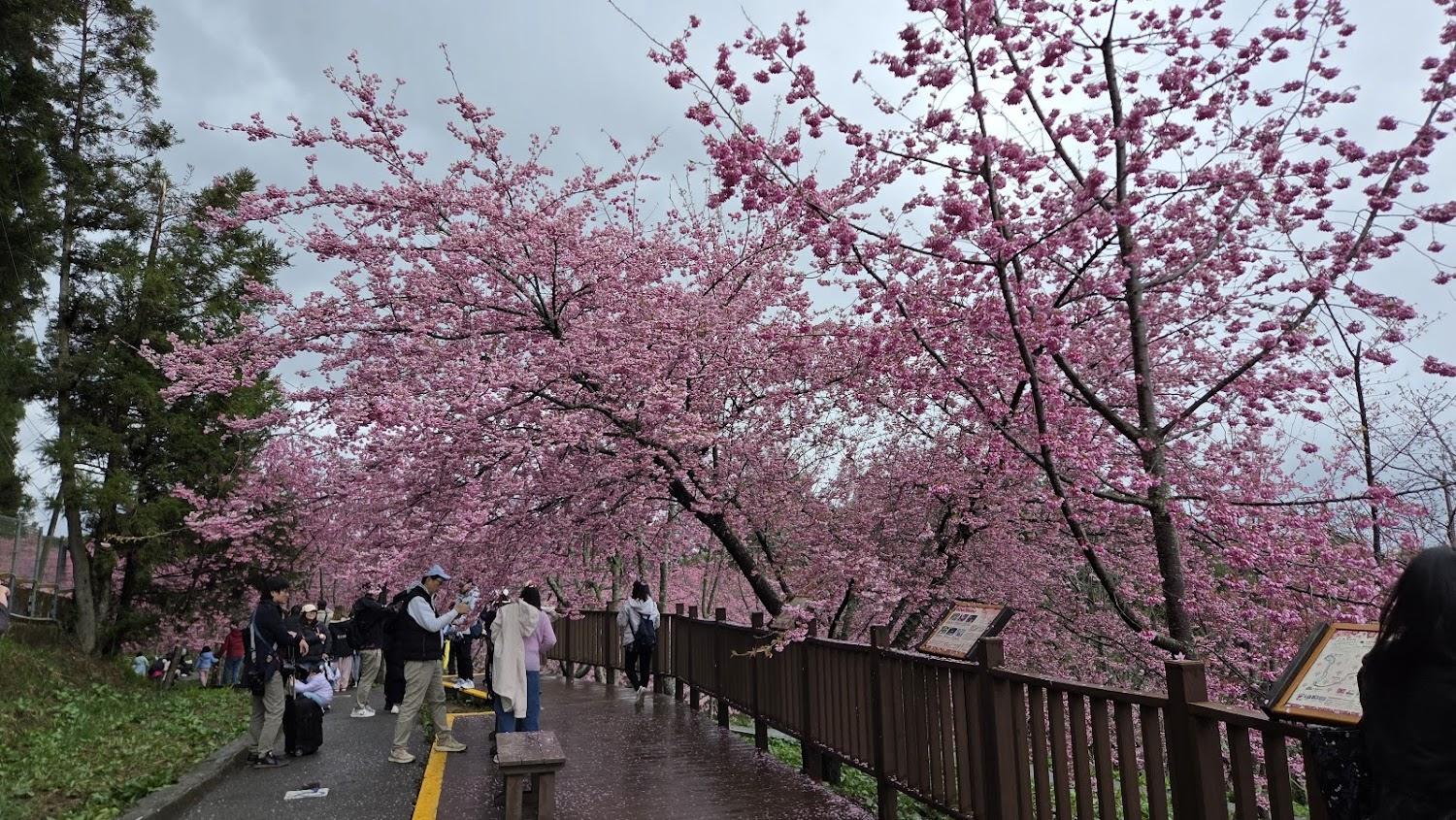 2026福壽山千櫻園粉紅花海滿開！海拔二千公尺的夢幻櫻花雨與最新門票資訊全攻略