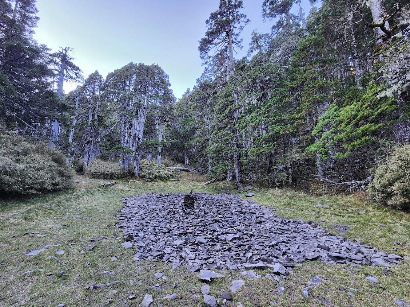 2026 探訪雪山隱藏祕境：走進下翠池「精靈的遊樂場」，全台最美玉山圓柏純林全攻略