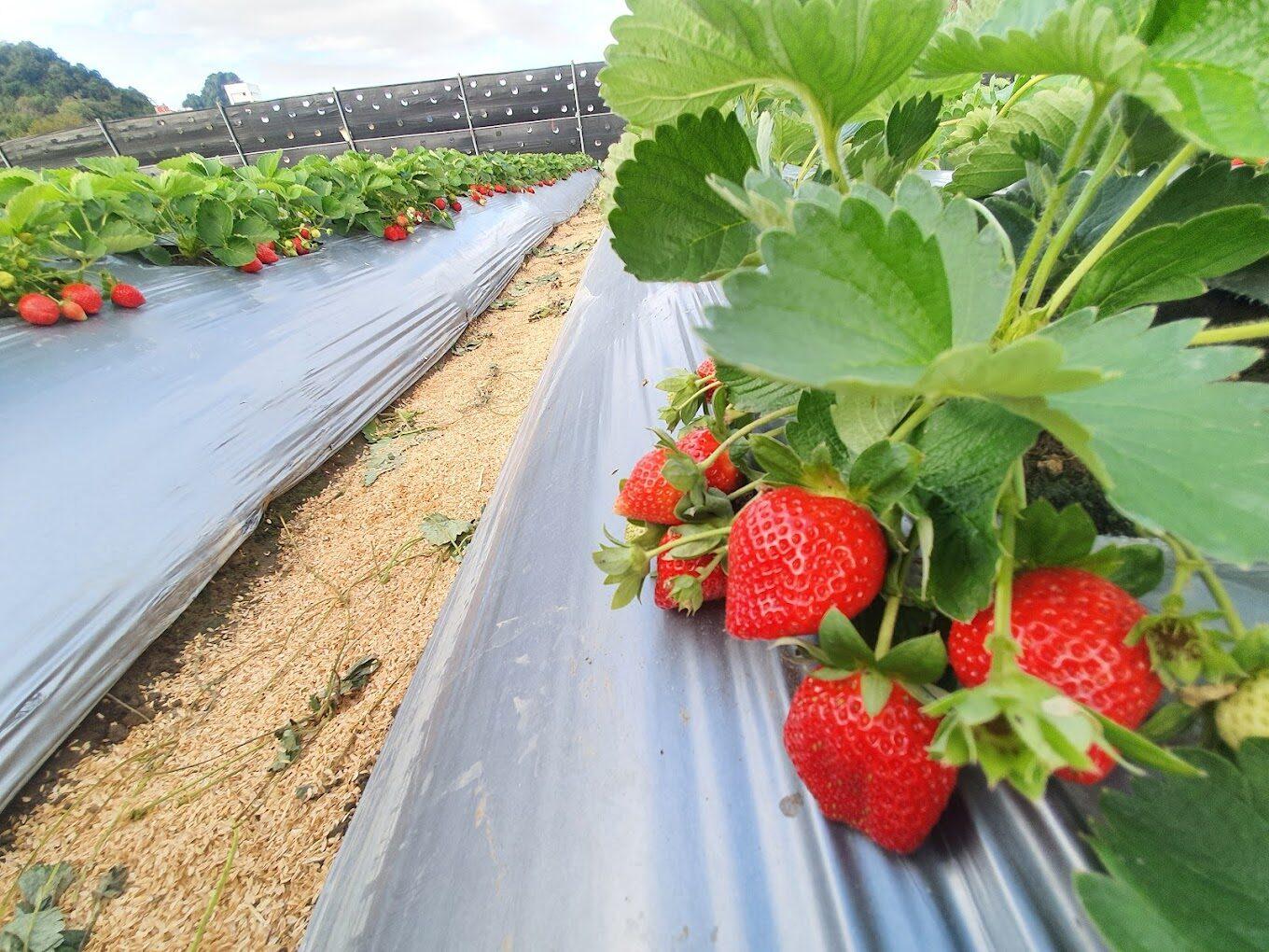 2026苗栗大湖草莓季盛大登場！幸福莓滿草莓園高架牛奶草莓採果攻略與必買伴手禮推薦