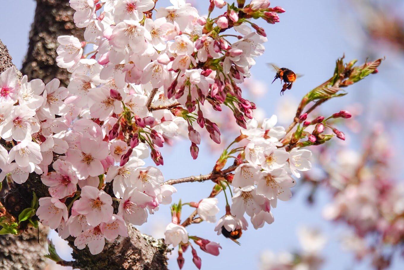 2026阿里山櫻花季盛大開幕！五年來最美花況全攻略：交通管制、必去景點與雲端住宿推薦