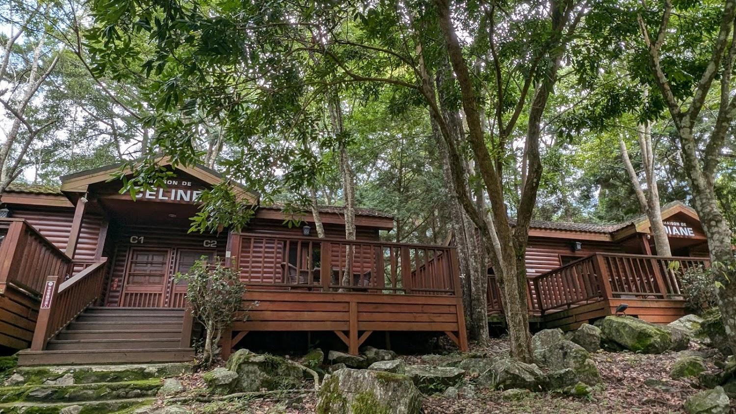 2026 中部避暑首選：八仙山國家森林遊樂區，深度探訪三大林場的歷史與自然交響樂