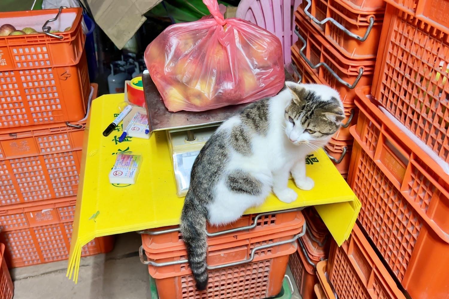 2026福壽山農場千櫻園粉紅饗宴：海拔2200公尺的雲霧櫻花與雪山絕景賞花攻略