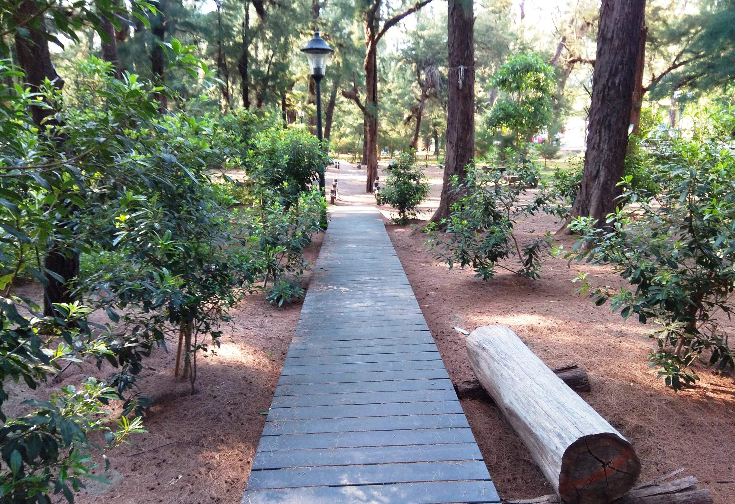 清晨在台南梅嶺出發，踩著梅峰古道石階迎向獵鷹尖的開闊視野