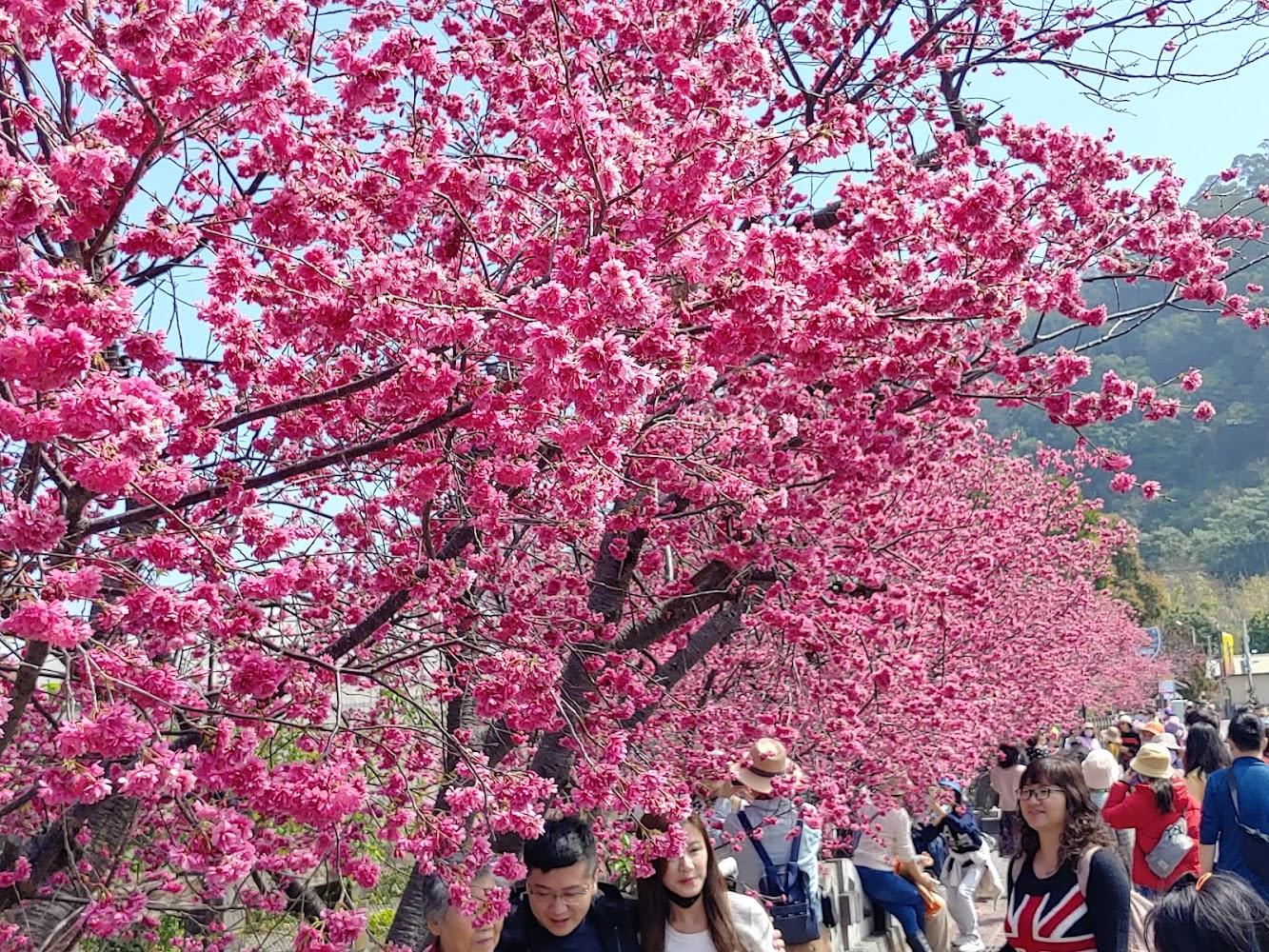 2026泰安派出所櫻花季全攻略：全台最美警察局！粉紅隧道、夢幻夜櫻與交通接駁指南