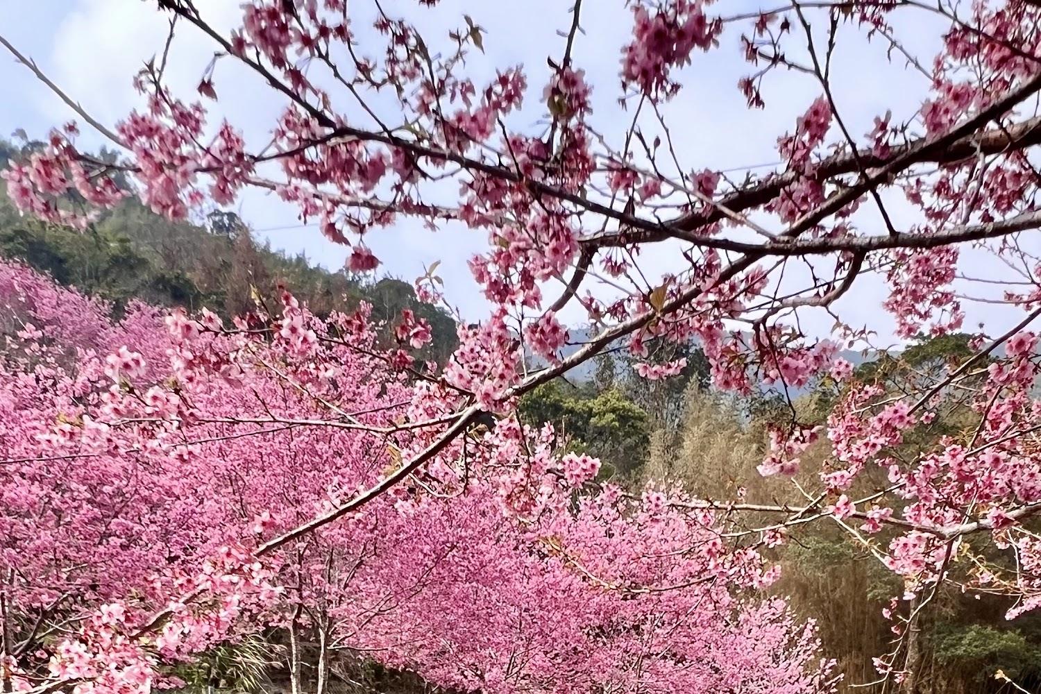 2026雲林草嶺櫻花季攻略：漫步石壁森林療癒園區、入住古坑行旅，再遇佐登妮絲城堡浪漫歐風