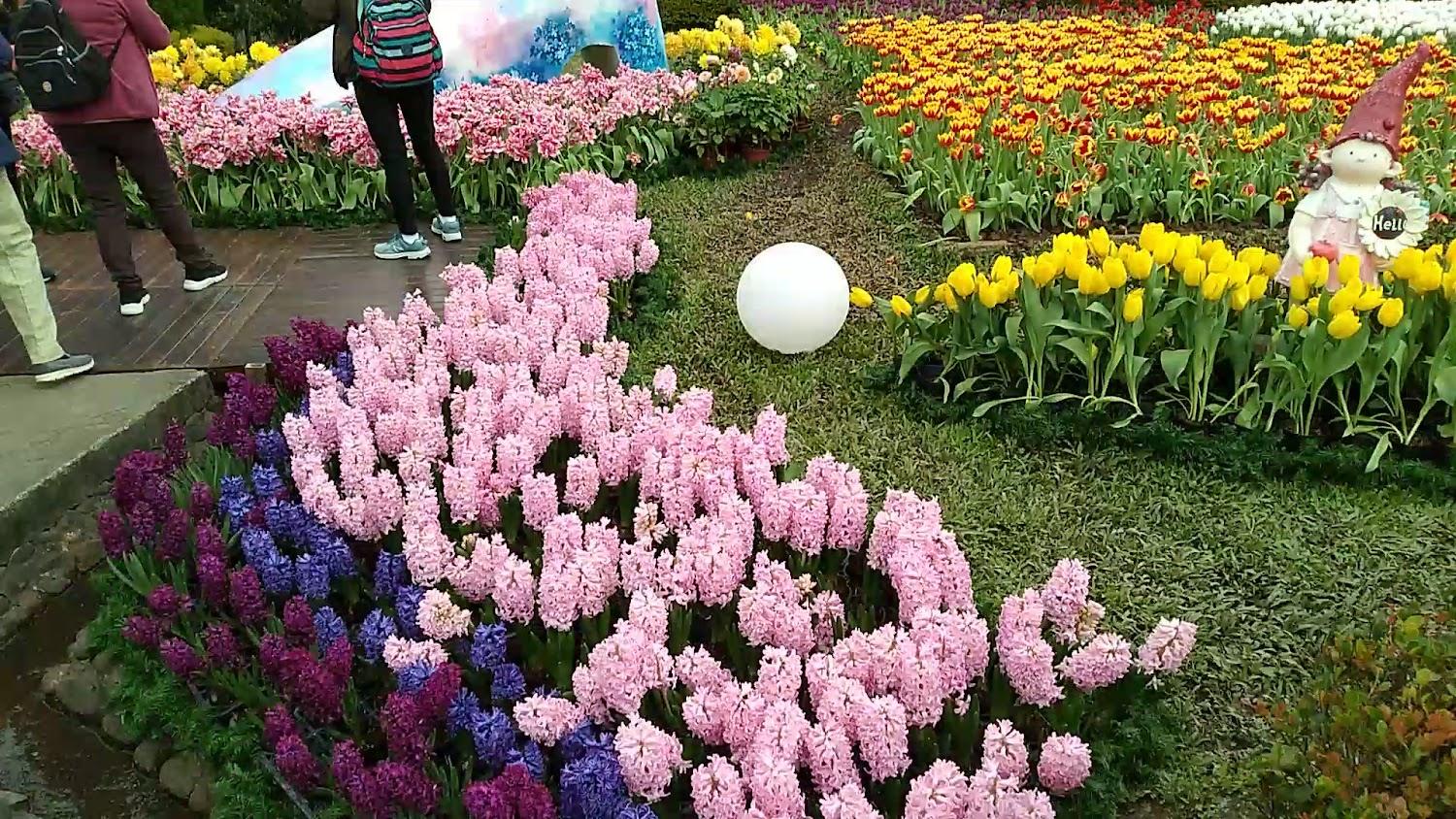 2026士林官邸鬱金香展盛大登場！探訪蔣公官邸正館神祕面紗，漫步繽紛花海與玫瑰園的春日饗宴