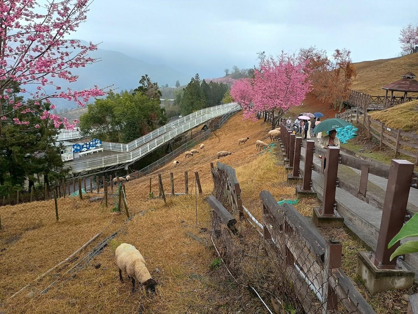 2026清境農場最強旅遊指南：最新門票票價、綿羊秀表演時間、必吃擺夷美食與高空步道全攻略