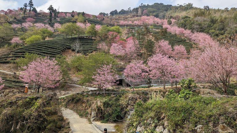 2026雲林古坑草嶺櫻花季：青山坪、石壁美人谷粉紅秘境全攻略，兩天一夜慢活賞櫻行程推薦