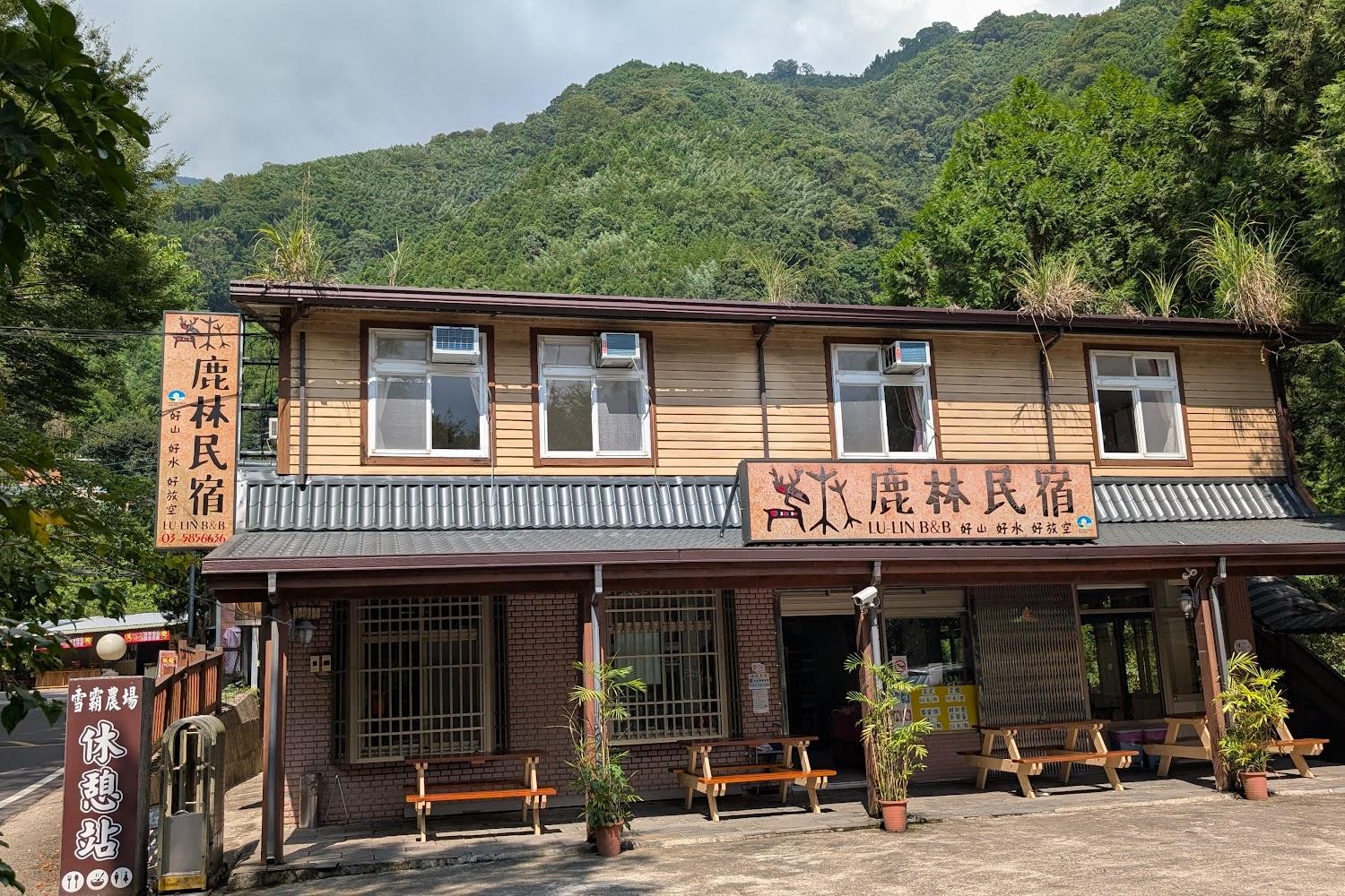 2026觀霧櫻花季｜雪霸「霧社櫻王」雪白綻放！全台最大原生種白櫻，漫步雲端森林的療癒提案