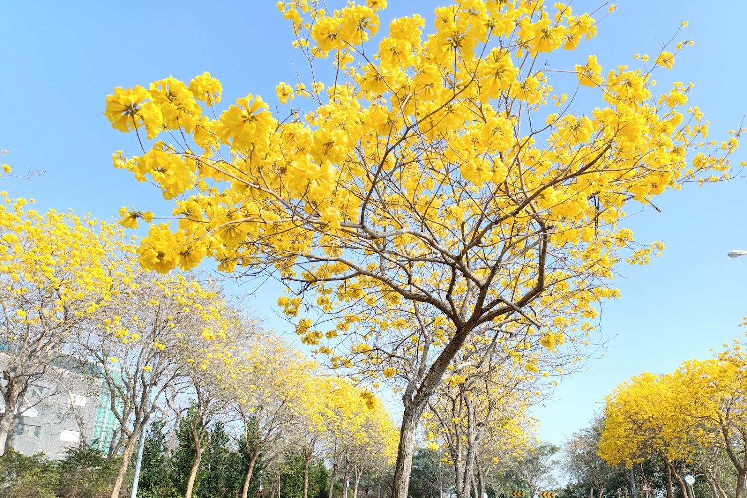 2026台中最美金黃大道！北屯太順路黃金風鈴木盛開，賞花攻略、攝影祕訣與周邊美食地圖全收錄