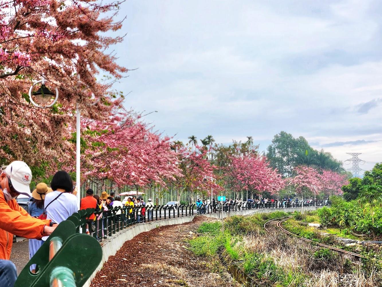 2026彰化二水花旗木鐵道盛開！集集線粉紅隧道全攻略，感受台版小京都浪漫花雨