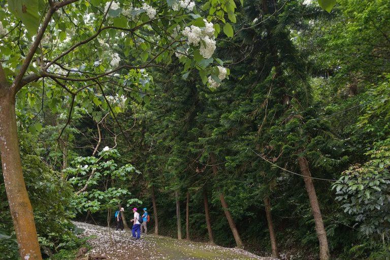 2026 北台灣春季慢旅：走訪新北五大療癒秘境，土城桐花與石門綠石槽限定美景全攻略