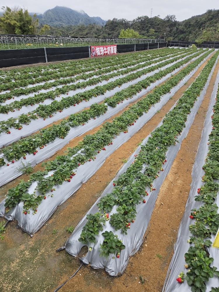 2026大湖草莓季攻略：棋琦牛奶草莓園採果趣、白草莓新品種與必買伴手禮全解析