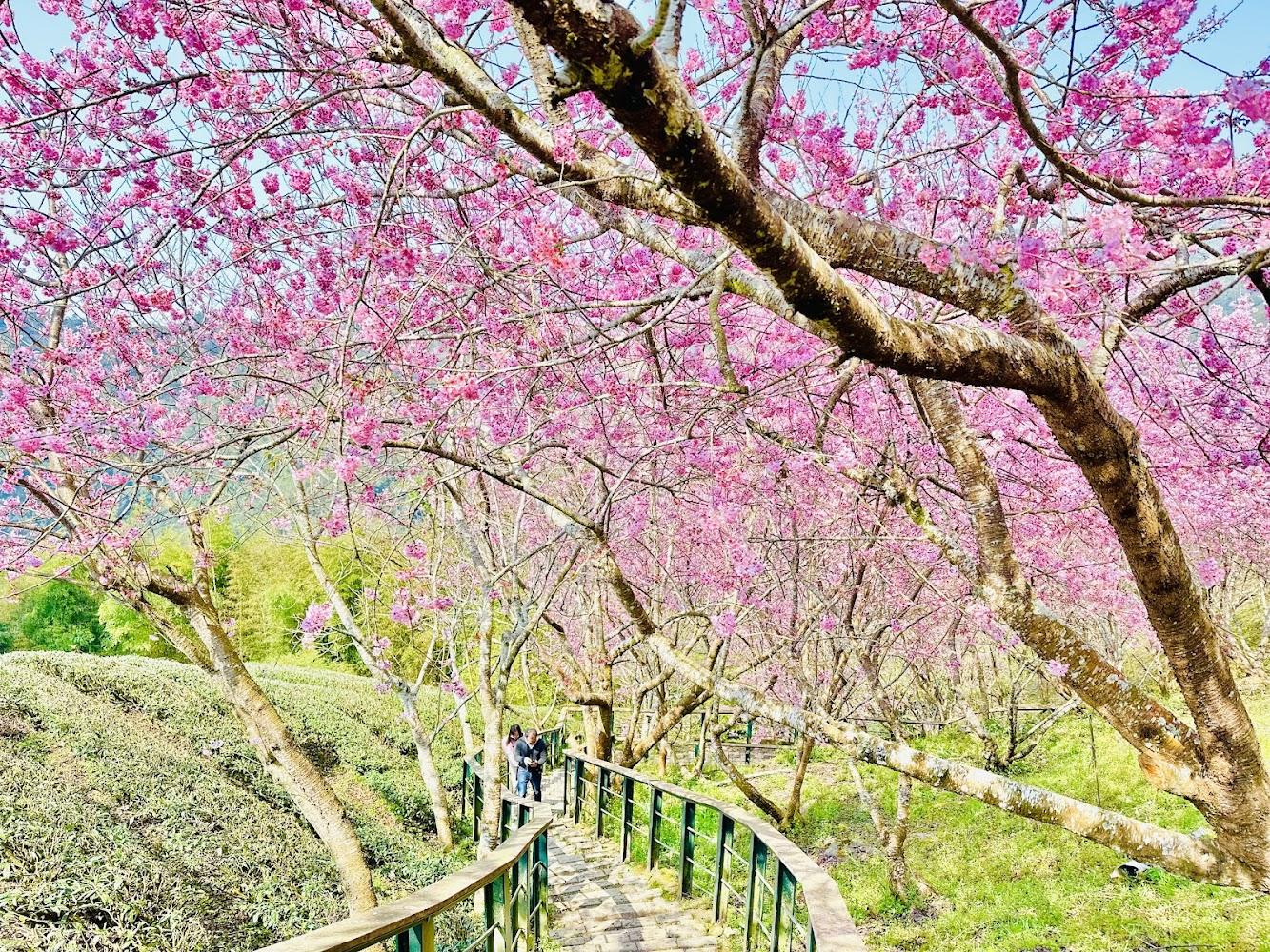 2026南投竹山賞櫻秘境：八卦茶園昭和櫻花林，與雲霧共舞的粉紅浪漫