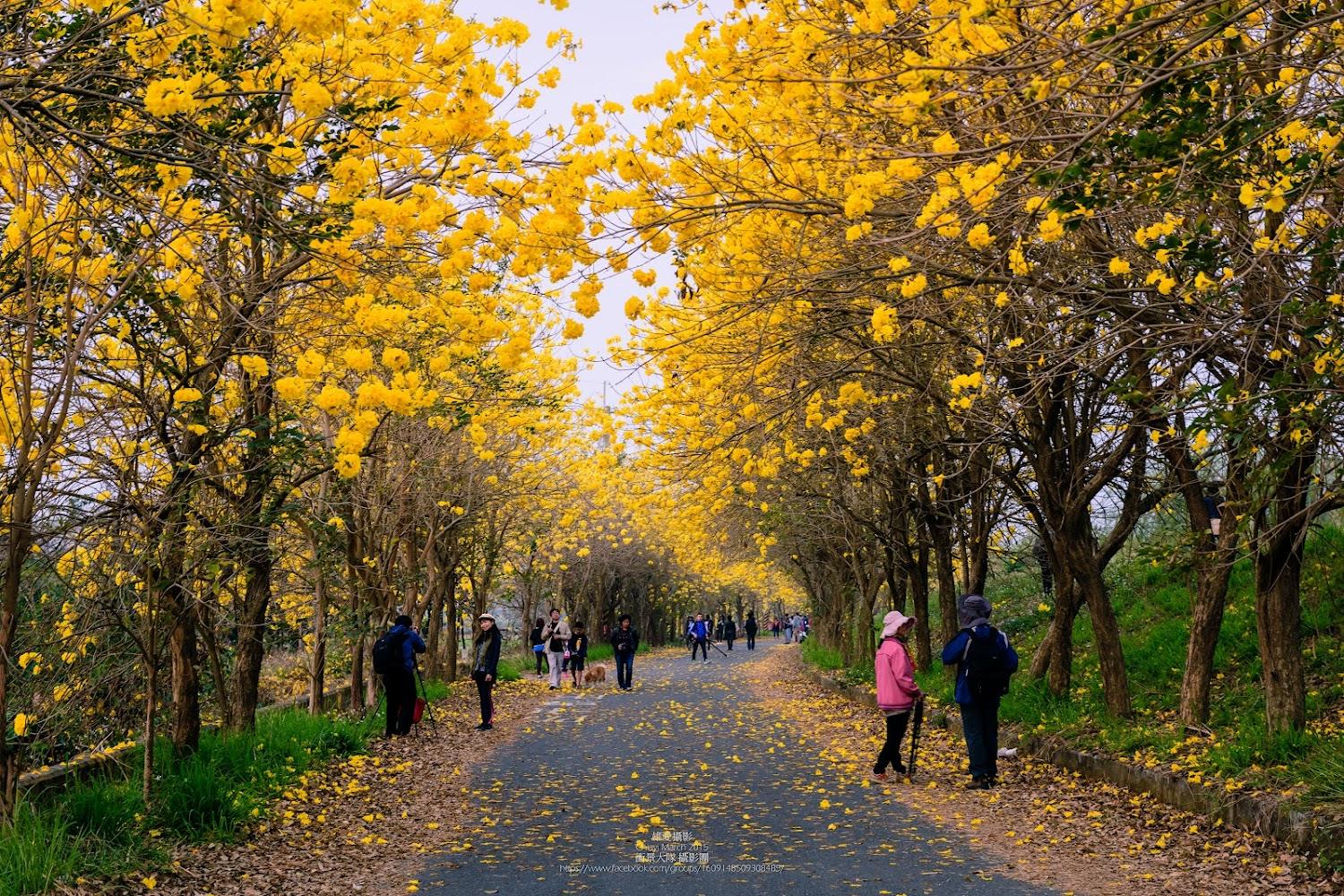 2026春季最美金黃盛宴！嘉義溪南風鈴木花道攻略：全台賞花時間、攝影技巧與打卡景點總整理