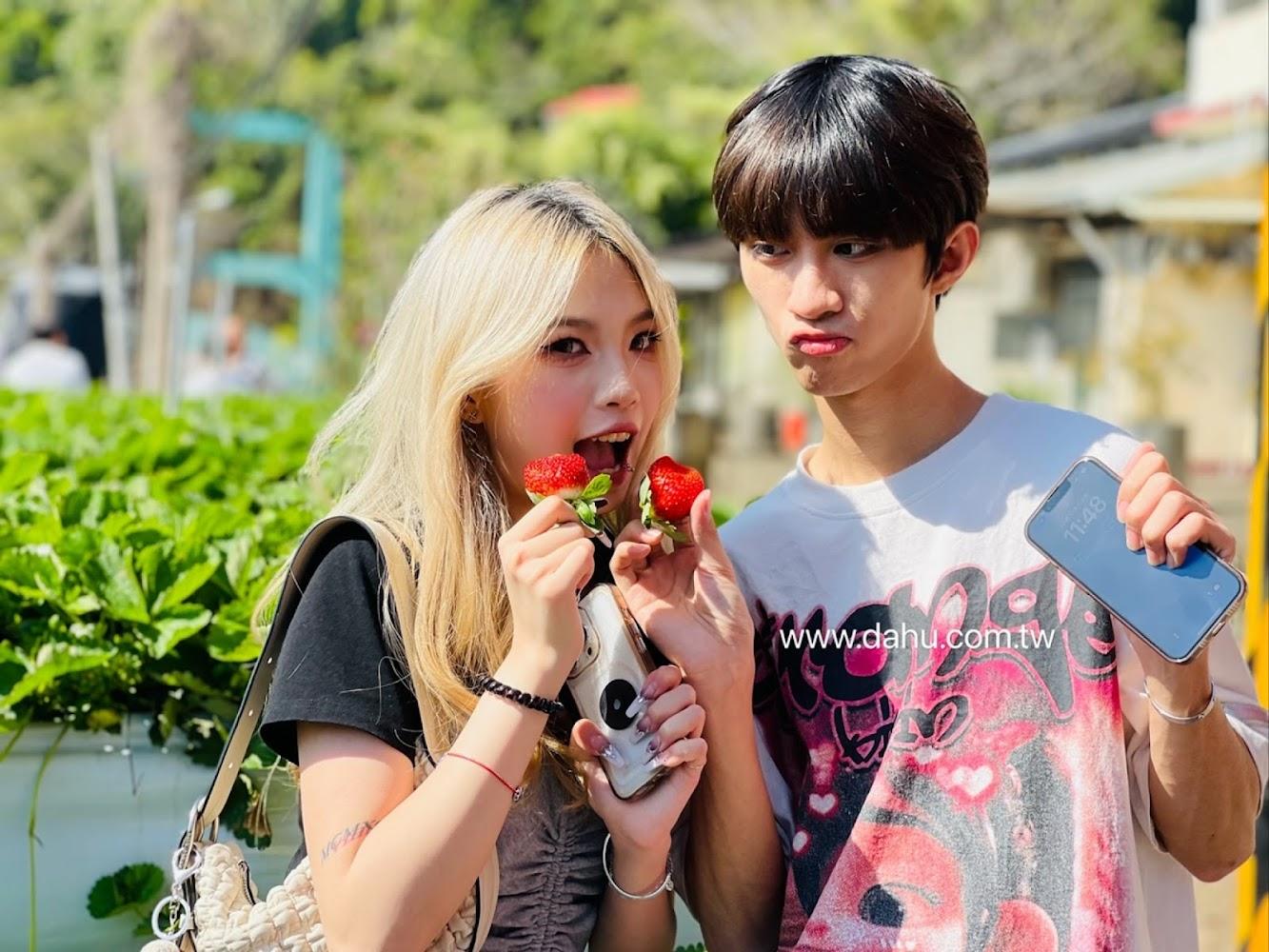 2026大湖草莓季攻略：嚴選5大必訪農場，高架牛奶草莓與稀有白草莓全收錄